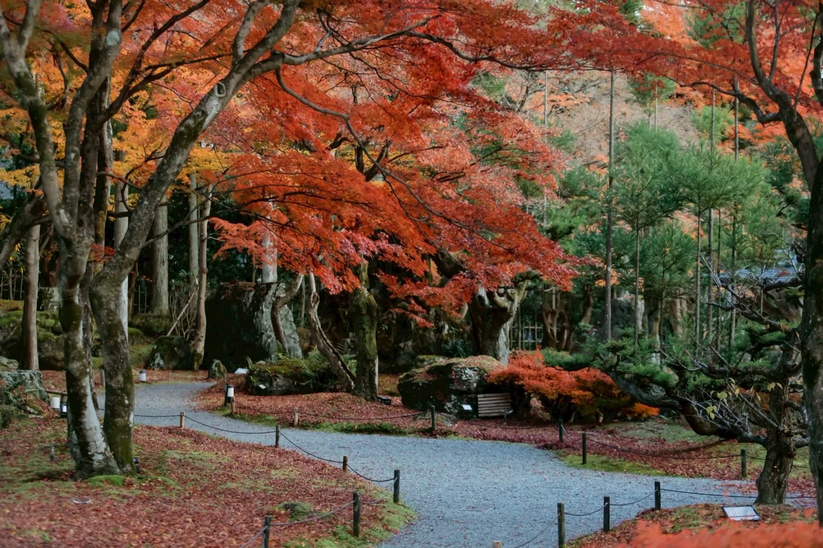 Autumn maples at SHOZAN in Takagamine